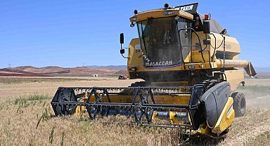 Güneşin altında hasat: Buğday tarlalarında zorlu mesai başladı