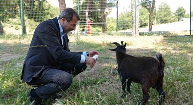 Gürsu'ya butik hayvanat bahçesi