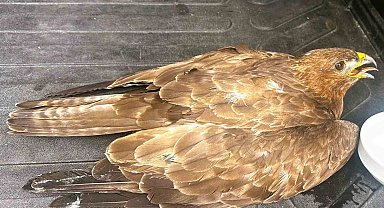 Güvenlik görevlisinden yaralı kartala şefkat eli