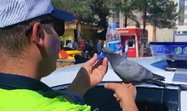 Güvercine su içiren trafik polisi merhametiyle yürekleri ısıttı