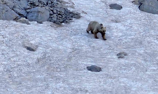 Hakkari'de dağcılar ayı ve dağ keçisi görüntüledi
