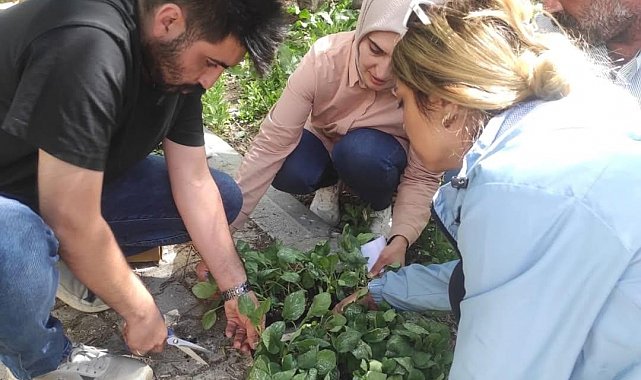 Hamur'da sebze fideleri dağıtımı gerçekleştirildi