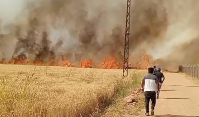 Harran Ovası'nda 40 dönüm ekili arazi yandı