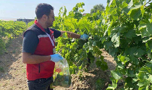 Hasat öncesi pestisit denetimi