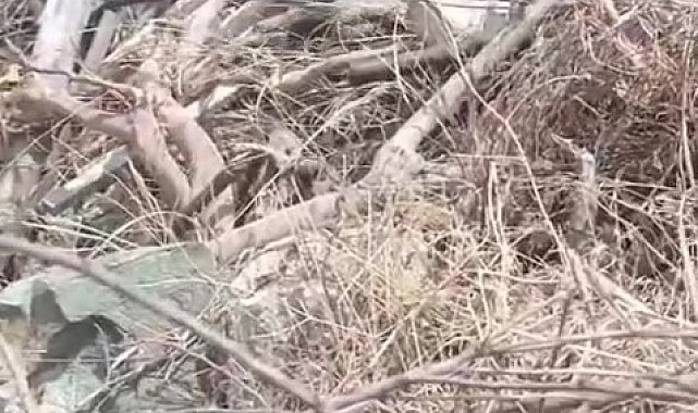 Hatay'da çiftleşen yılanlar kameraya yakalandı