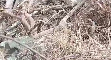 Hatay'da çiftleşen yılanlar kameraya yakalandı