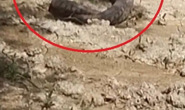 Hatay'da yılanların çiftleşme dansı kamerada