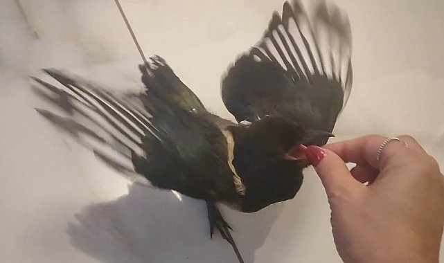 Hayatını kurtardığı yavru saksağan evladına dönüştü: Birlikte tatile gidiyorlar