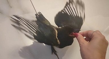 Hayatını kurtardığı yavru saksağan evladına dönüştü: Birlikte tatile gidiyorlar