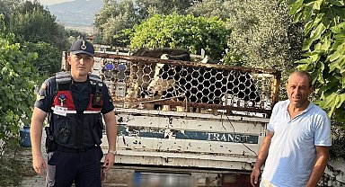 Hayvan hırsızı, jandarmadan kaçamadı