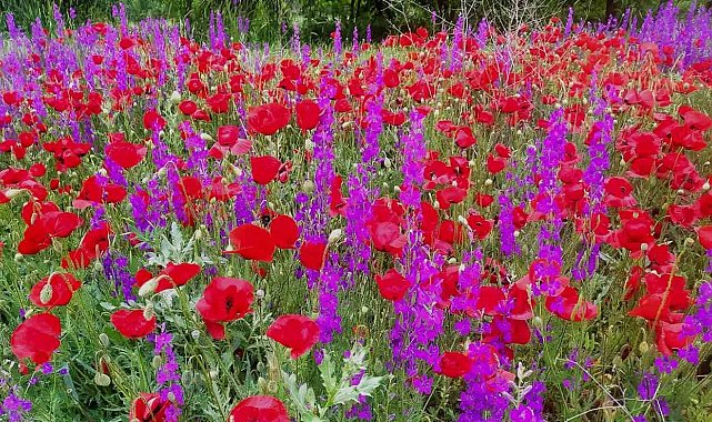 Hisarcık'ta tarlalar mor ve kırmızı renge büründü