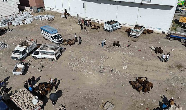 Iğdır'da bayrama 1 gün kala kurbanlık telaşı havadan görüntülendi