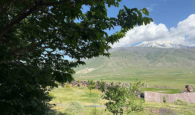 Iğdır'da çorak arazi ağaçlarla yeşeriyor