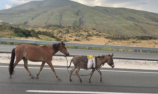 Iğdır'da sürüden ayrılan at ve eşek trafiği tehlikeye düşürdü