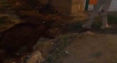 Iğdır'da yürüyüş yapan gençler, kanaldaki yaban domuzlarını kurtardı