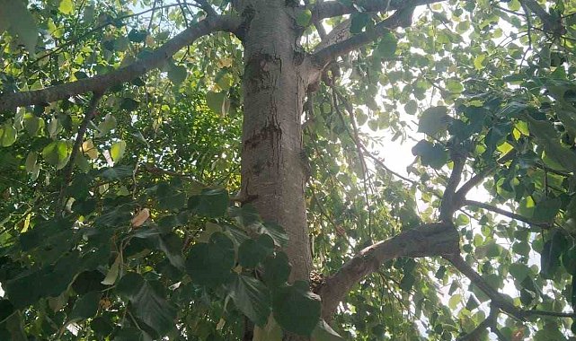 Ihlamur ağacından düşen kadın yaralandı