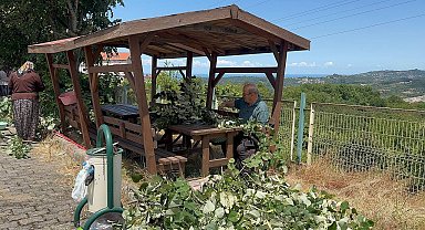 Ihlamur ağaçlarında 'mis kokulu' hasat başladı