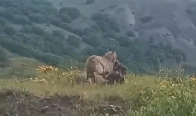 İlçe merkezine kadar inen kurt, keçiyi kaptığı gibi götürdü