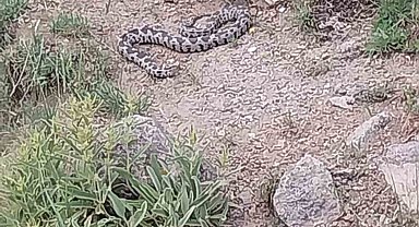 İlçede görülen zehirli engerek yılanı korkuya neden oldu