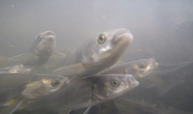 İnci kefalinin tersine göçü su altından görüntülendi