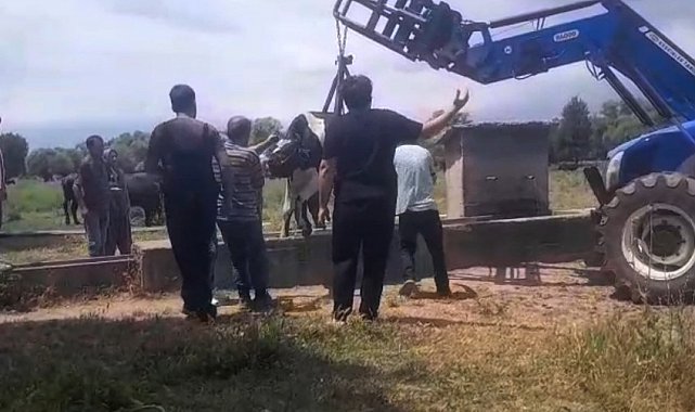 İnek oluğa sıkıştı, köylüler seferber oldu