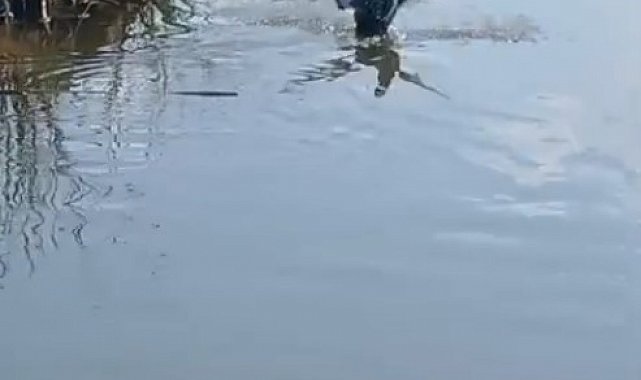 Isparta'da yaralı bulunan bahri kuşu tedavisinin ardından doğaya salındı