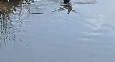 Isparta'da yaralı bulunan bahri kuşu tedavisinin ardından doğaya salındı