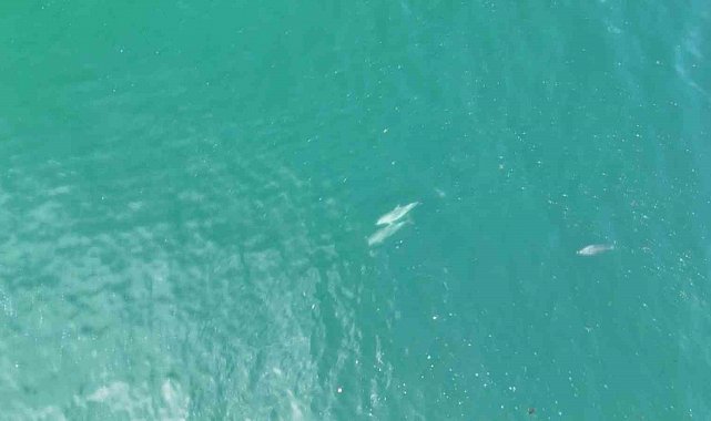 İstanbul'da yunuslar havadan görüntülendi