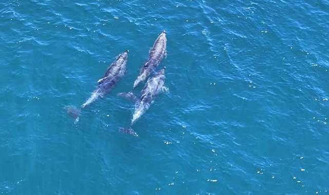 İstanbulluyu yunusların belgesellik manzarası mest etti