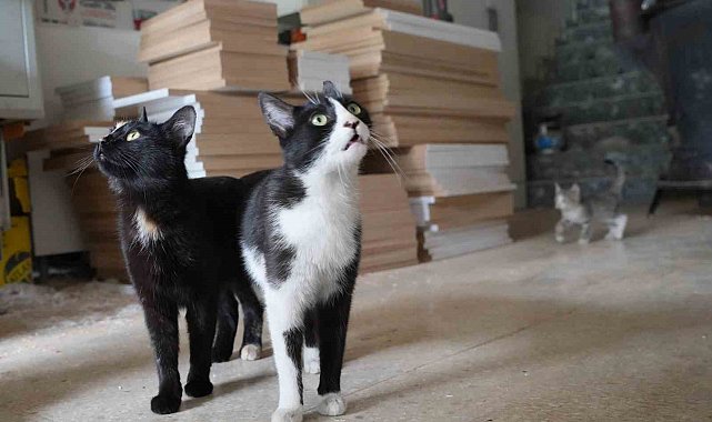 İşte Türkiye'nin konuştuğu o çılgın iki kedi