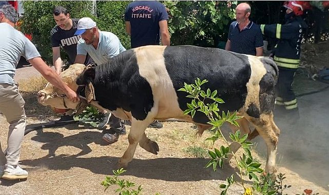 İzmarit önce otları, sonra ahırı yaktı
