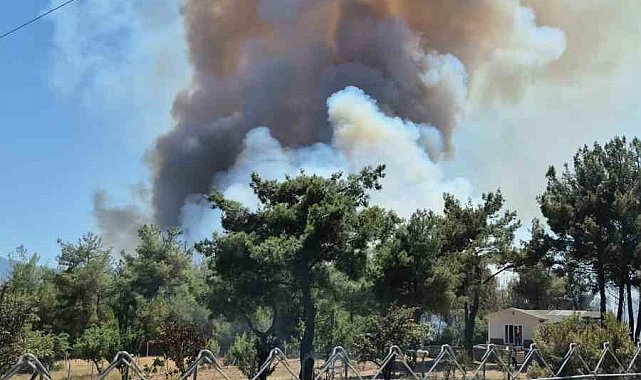 İzmir Bornova'da orman yangını