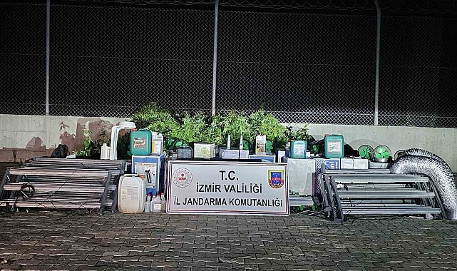 İzmir'de 'skunk' operasyonu: 183 kök ele geçirildi