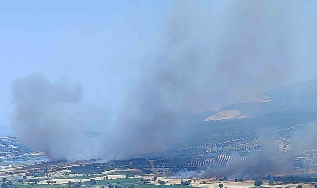 İzmir'de ormanlık alanda çıkan yangın kontrol altında