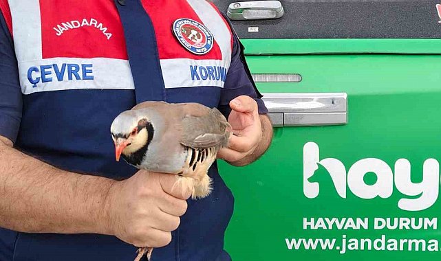 Jandarma kınalı kekliği koruma altına aldı