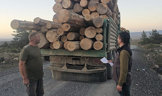 Kaçak ağaç kıyımına ağır ceza