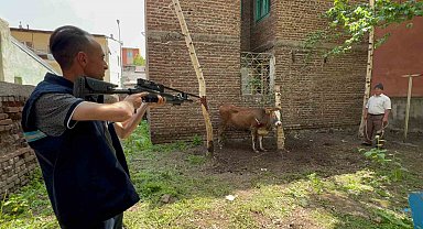 Kaçan düve, kurban timi tarafından yakalandı