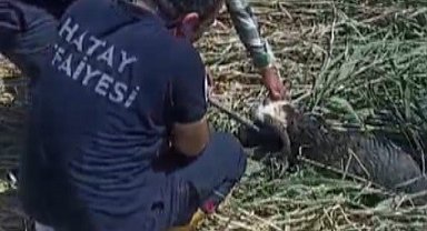 Kaçarak çamura saplanan kurbanlık koyunları itfaiye kurtarıldı