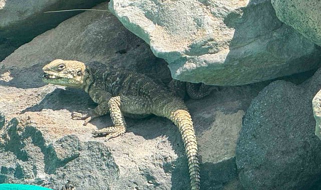Kafkas keleri Ağrı Dağı eteklerinde beslenirken görüntülendi