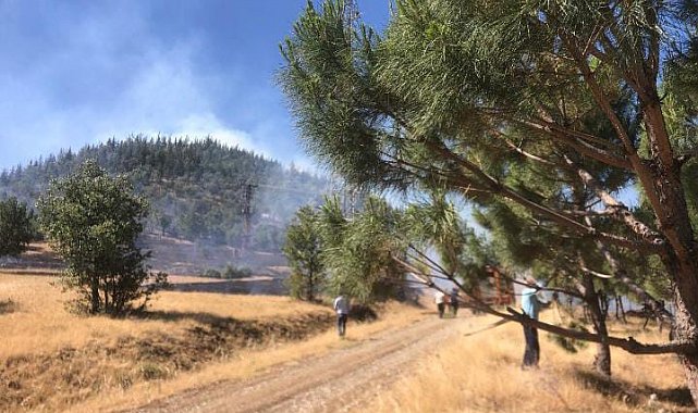 Kahramanmaraş'ta orman yangını
