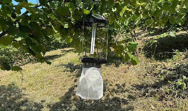 Kahverengi kokarca ile mücadelede yeni yöntem