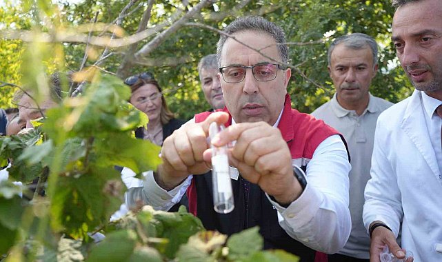 Kahverengi kokarcaya karşı 15 bin samuray arıcığı ve 300 sülün doğaya salındı