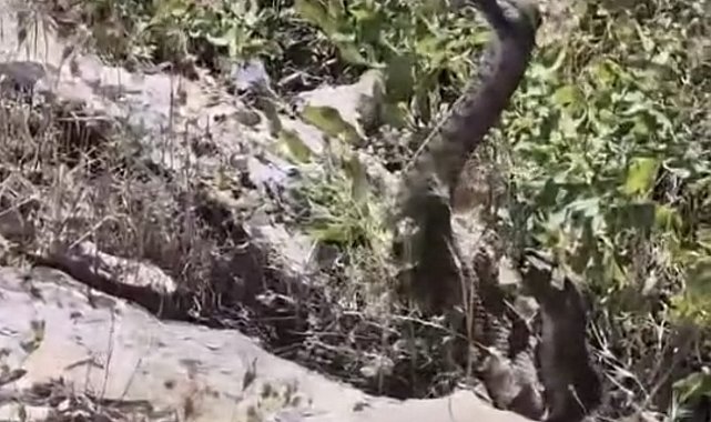 Kamerayla görüntülediği yılanın saldırısına uğradı