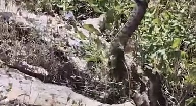 Kamerayla görüntülediği yılanın saldırısına uğradı