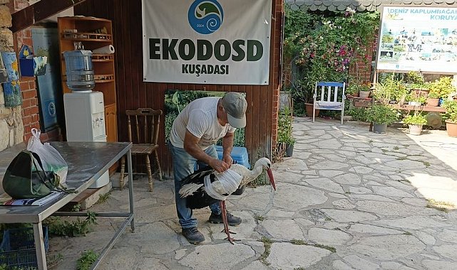 Kamyon çarpan leylek tedavi altına alındı, Başkan Sürücü 'dikkat' çağrısı yaptı