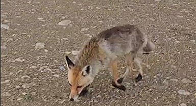 Karavanı ziyaret eden tilkinin görüntüleri yüzleri gülümsetti