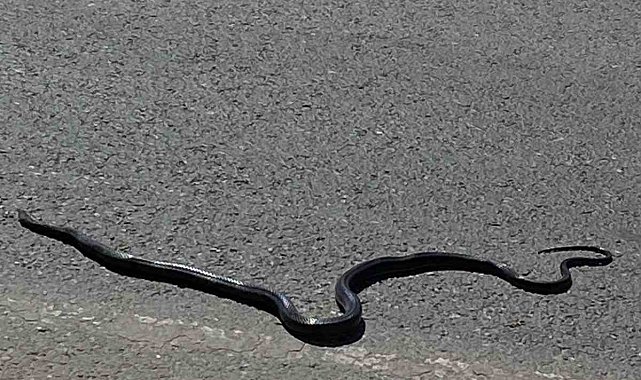 Karayılan yoğun trafiğin arasında telef oldu