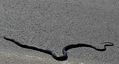 Karayılan yoğun trafiğin arasında telef oldu