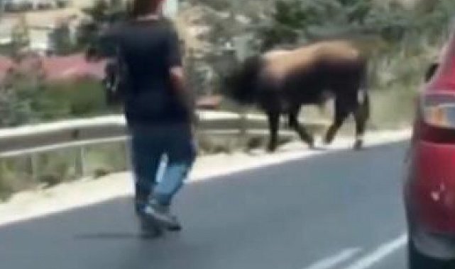 Karayolunda trafiği durduran boğa, sahiplerine korku dolu anlar yaşattı