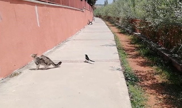 Karganın tehlikeli oyunu, çizgi film sahnelerini aratmadı